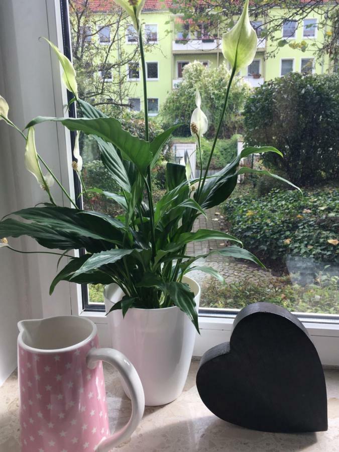 Gemuetliche Ferienwohnung Im Erdgeschoss- Jenaer Strasse Erfurt Eksteriør bilde